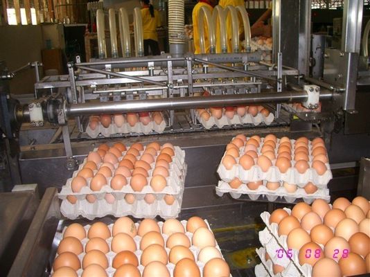 2000pcs/H φορμάροντας μηχανή 153KW δίσκων αυγών πολτού χαρτιού